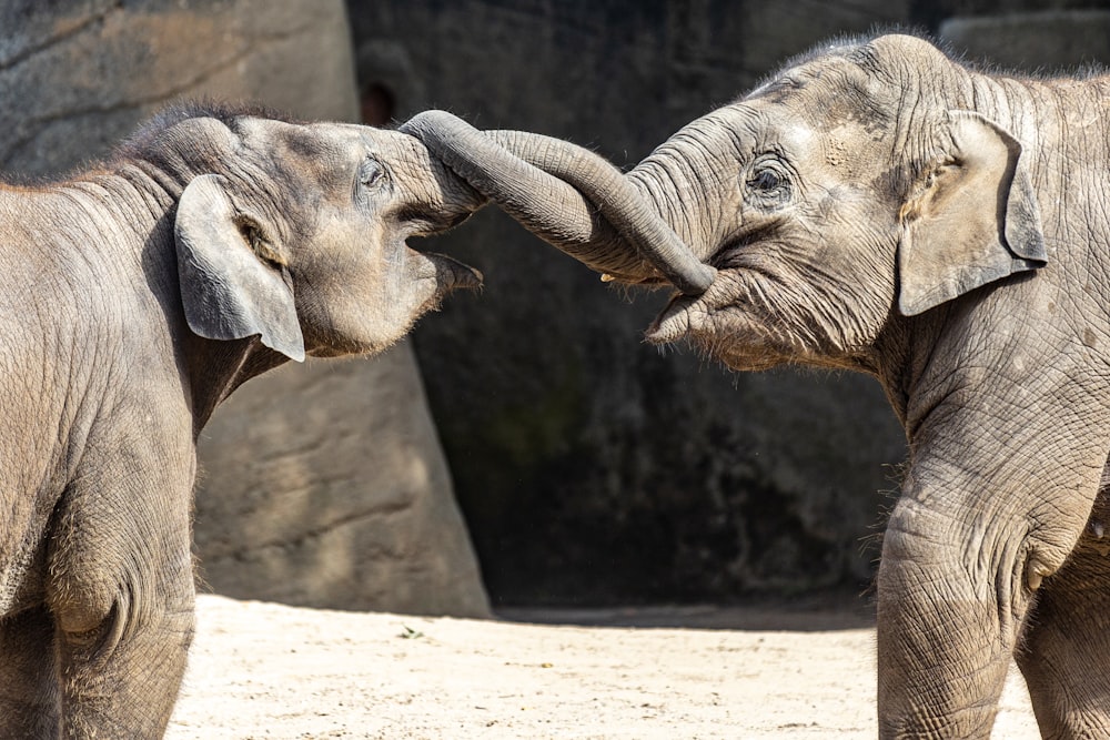 grey elephant walking on grey concrete pavement during daytime