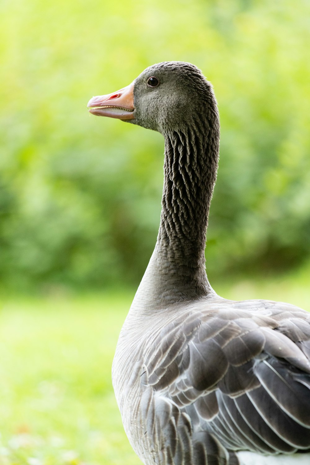 grey and white duck on green grass during daytime