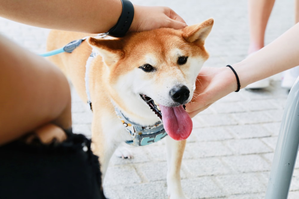 cane a pelo corto marrone e bianco