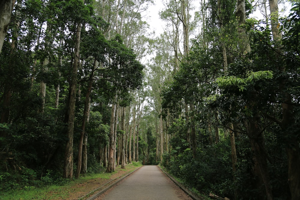 gray concrete road between green trees during daytime