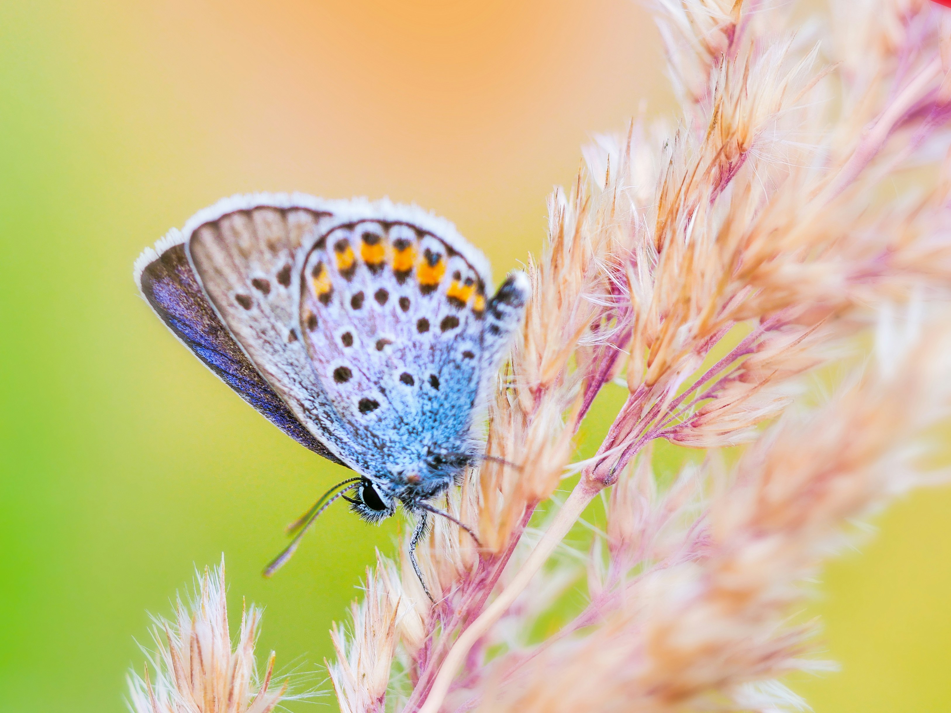 blauer und weißer Schmetterling auf rosa Blume