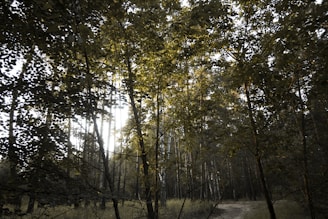 A forest scene with dense foliage and tall trees. Sunlight filters through the leaves, creating a dappled pattern on the forest floor. A narrow dirt path winds through the trees, inviting exploration. The overall atmosphere is serene and calm, with a hint of mystery.