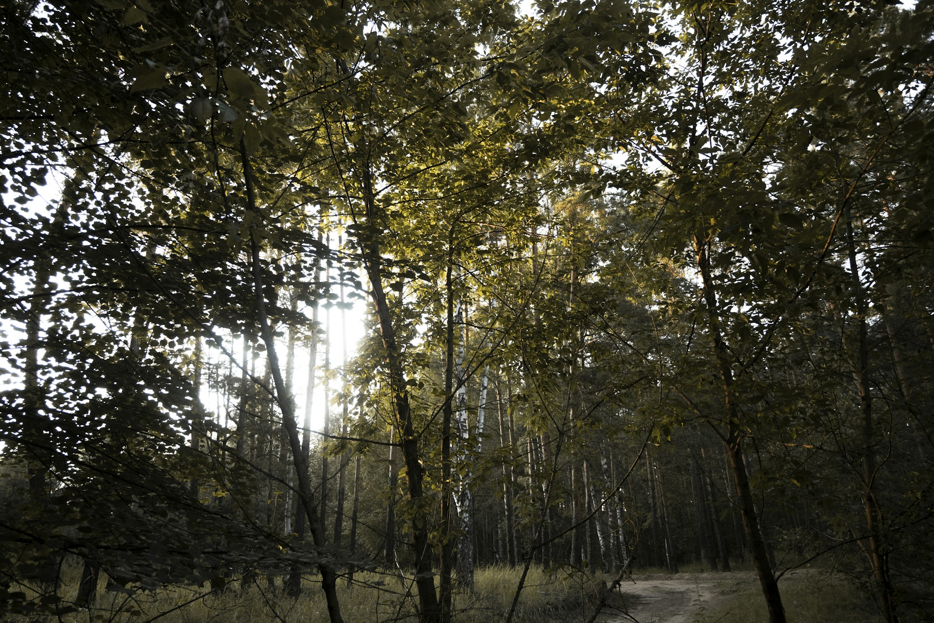 An atmospheric forest scene with tall trees, dappled sunlight, and a hidden path inviting the viewer to wander.