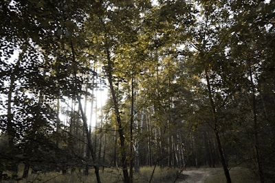 A forest scene with dense foliage and tall trees. Sunlight filters through the leaves, creating a dappled pattern on the forest floor. A narrow dirt path winds through the trees, inviting exploration. The overall atmosphere is serene and calm, with a hint of mystery.