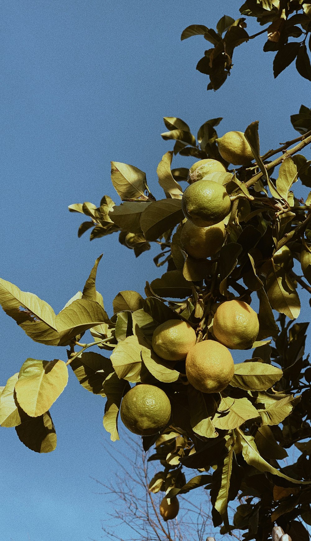 yellow lemon fruit on tree during daytime
