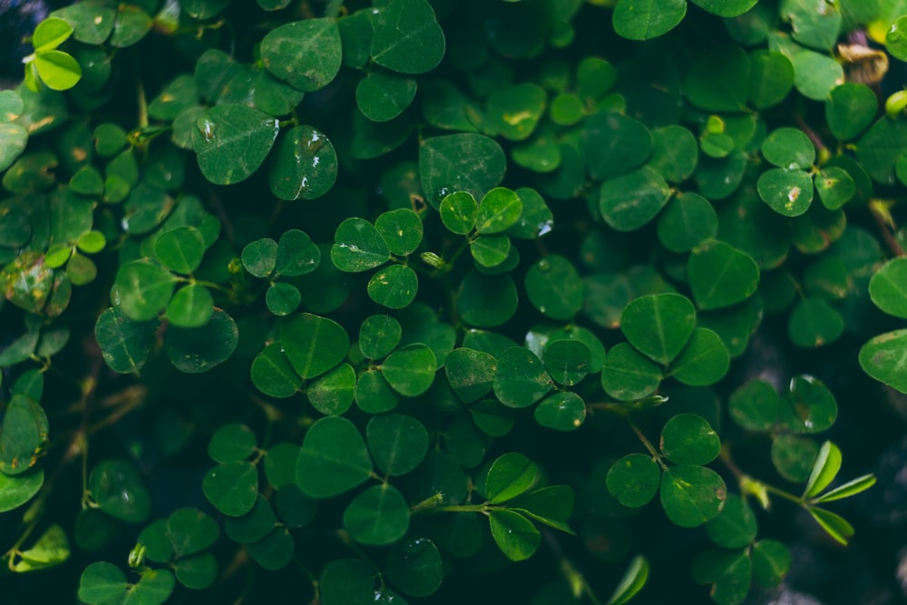 green leaves on body of water