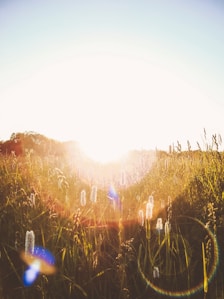 green grass field during sunrise
