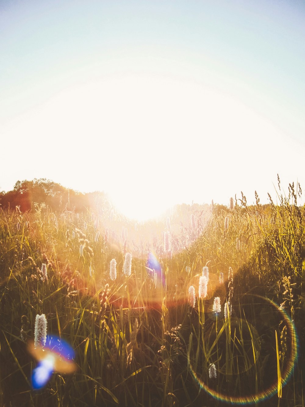 green grass field during sunrise