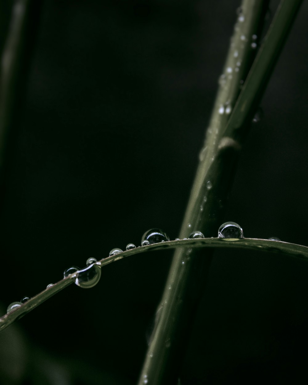 gotas de agua en una planta verde