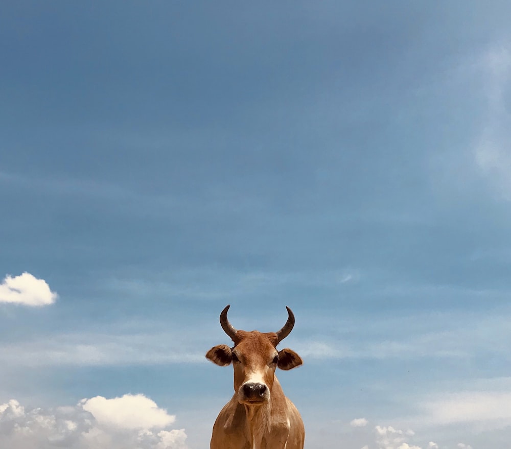brown cow under blue sky during daytime