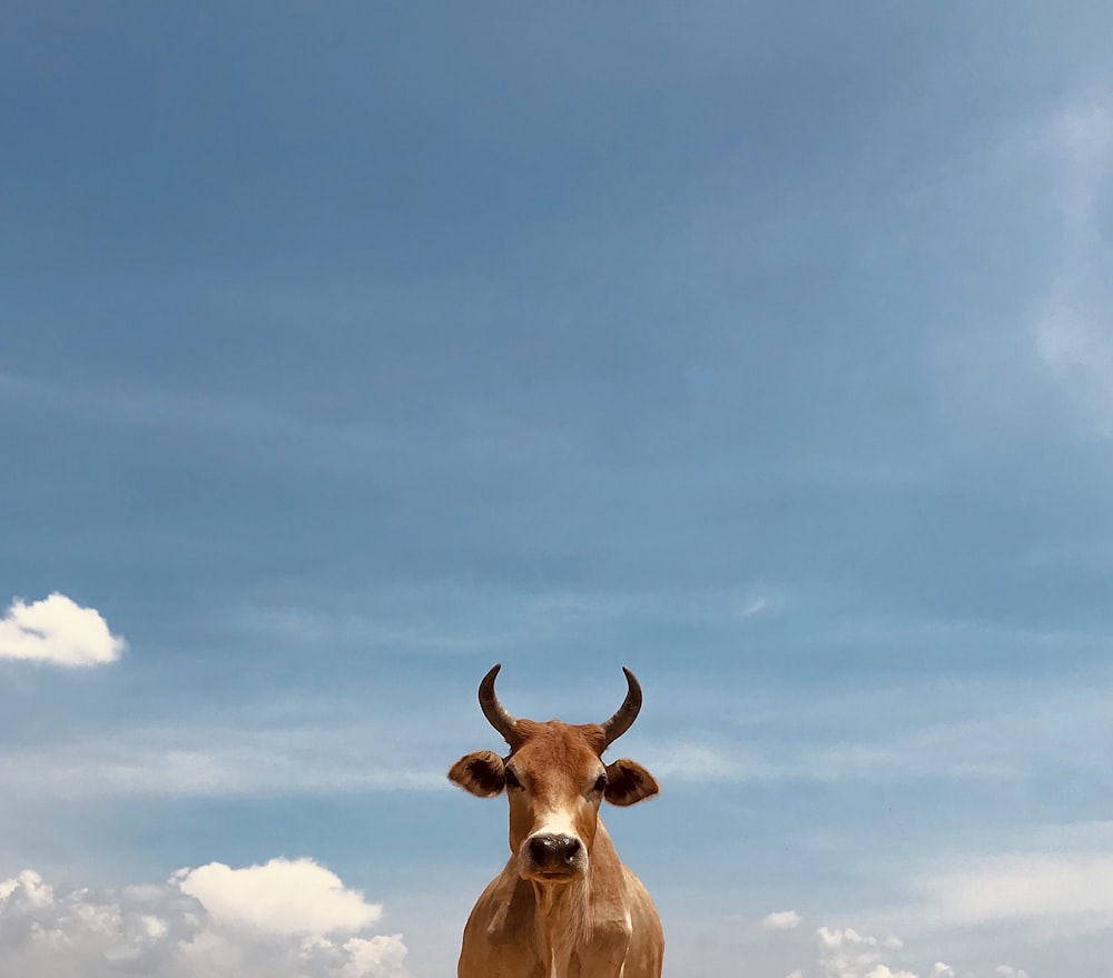 mucca marrone sotto il cielo blu durante il giorno