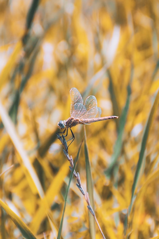 brown dragonfly perched on brown plant stem in close up photography during daytime in Ardabil Iran