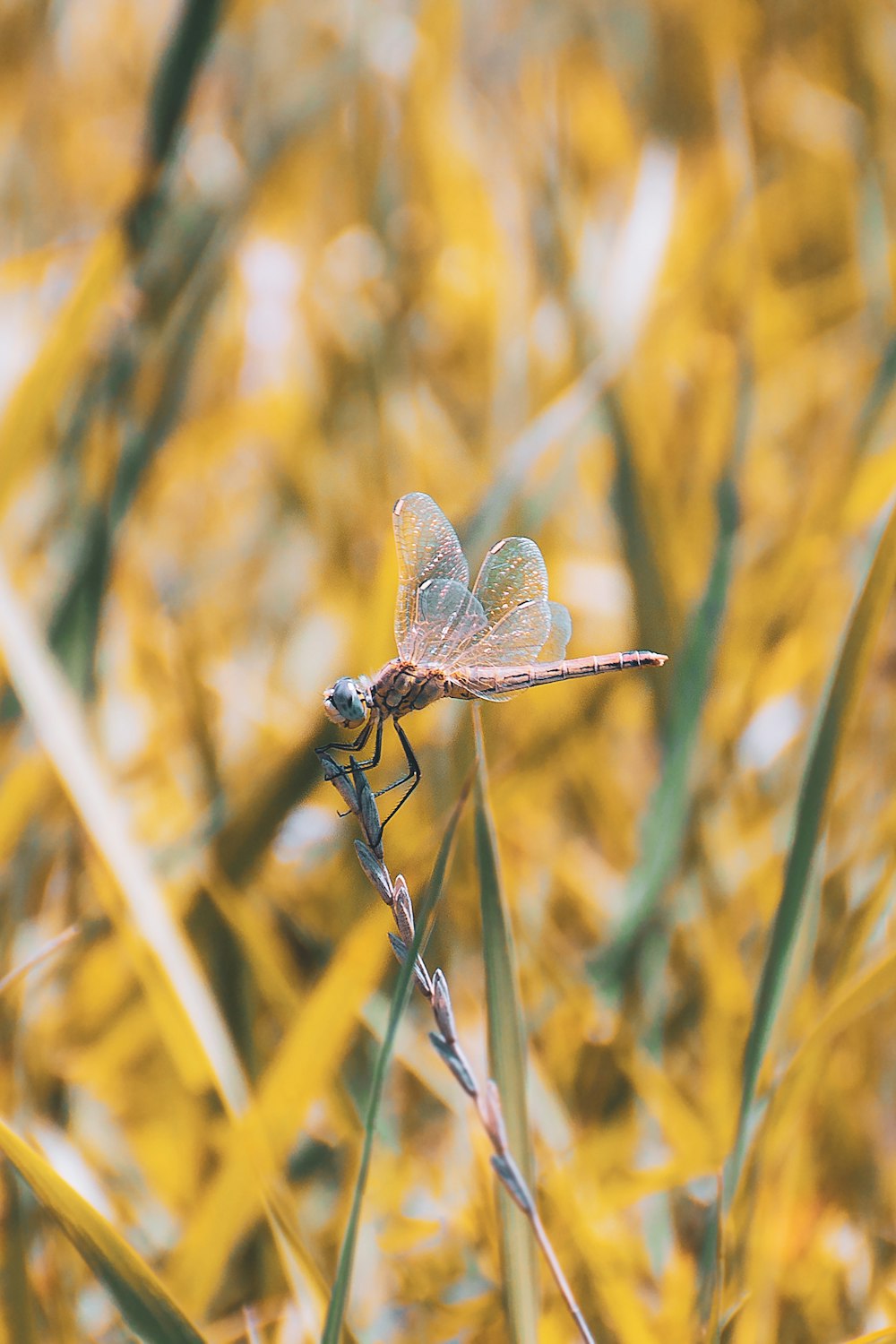brown dragonfly perched on brown plant stem in close up photography during daytime