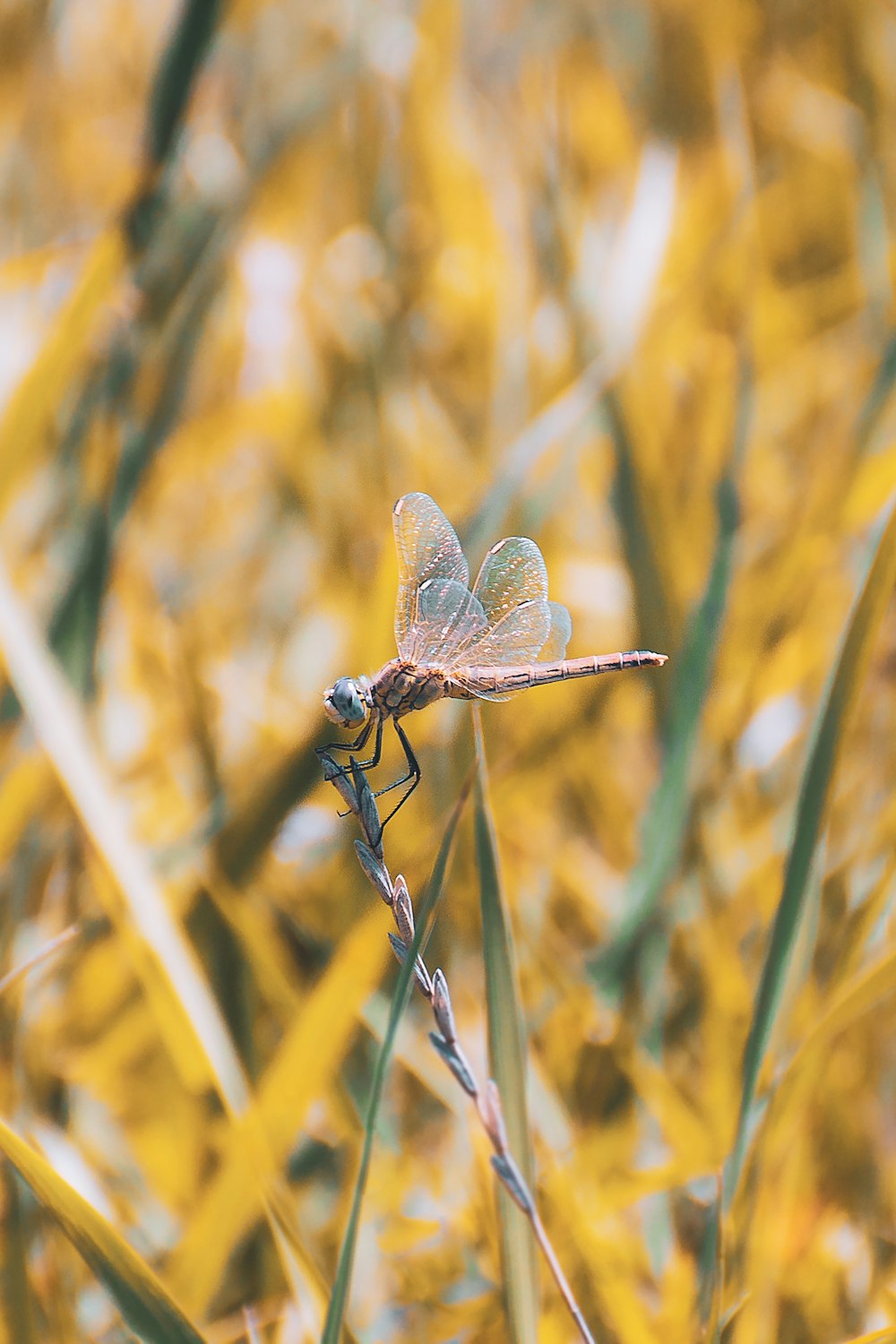 libellule brune perchée sur la tige de la plante brune en gros plan photographie pendant la journée