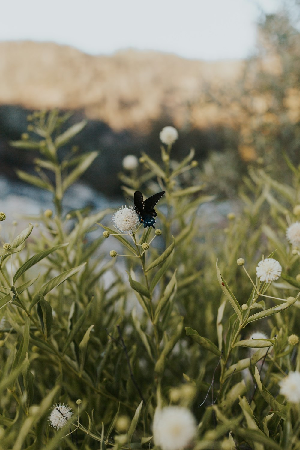 white daisy flower in bloom during daytime