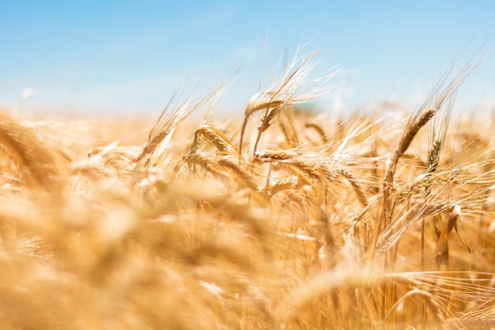 brown wheat field during daytime