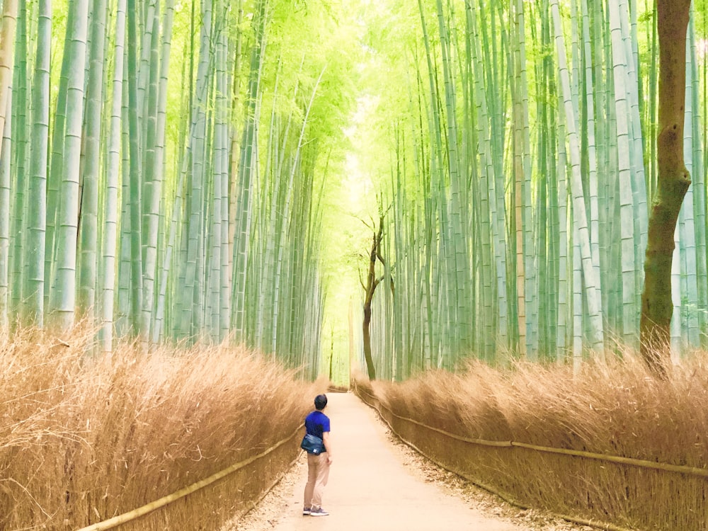 woman in blue shirt and black shorts walking on pathway between bamboo trees during daytime
