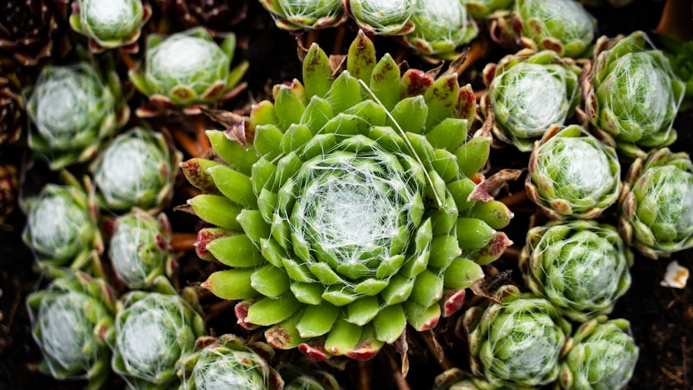 green and brown plant during daytime