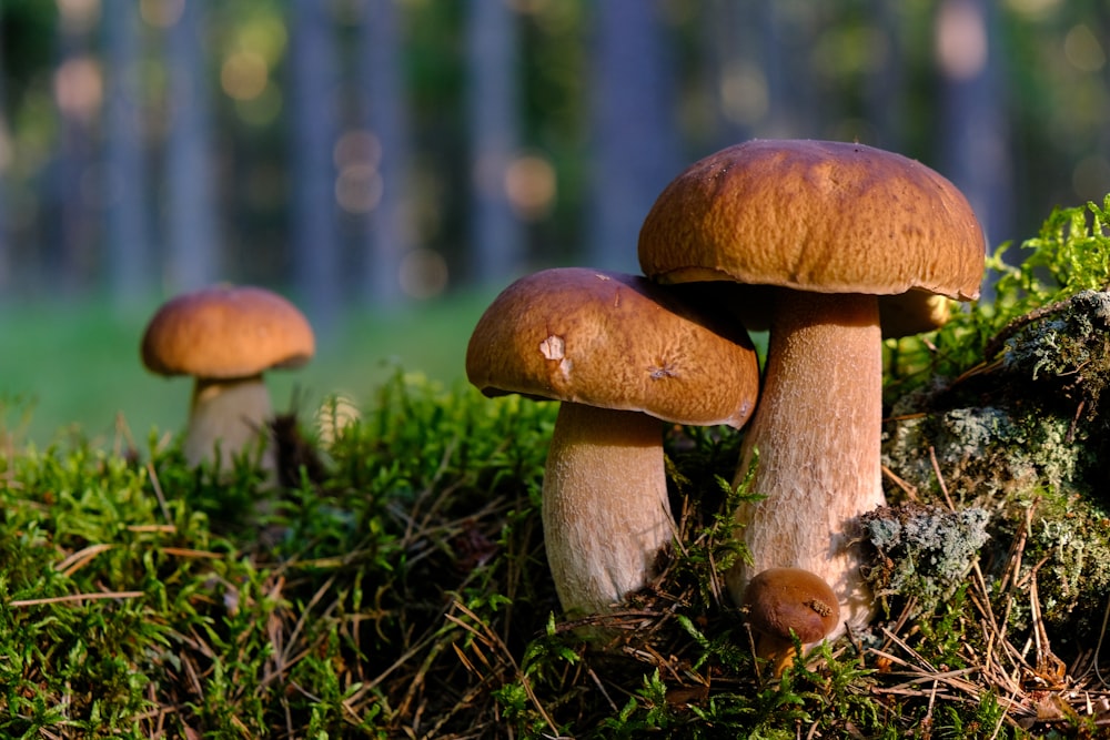 champignon brun sur herbe verte pendant la journée