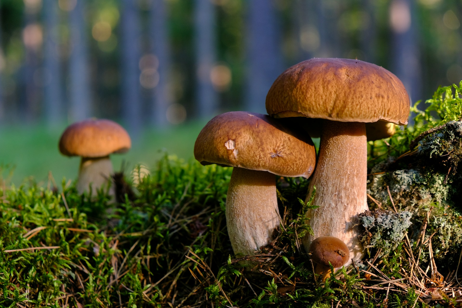 brown mushroom on green grass during daytime