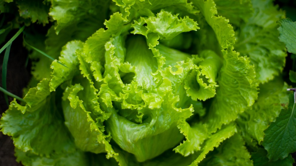 green leaf vegetable in close up photography