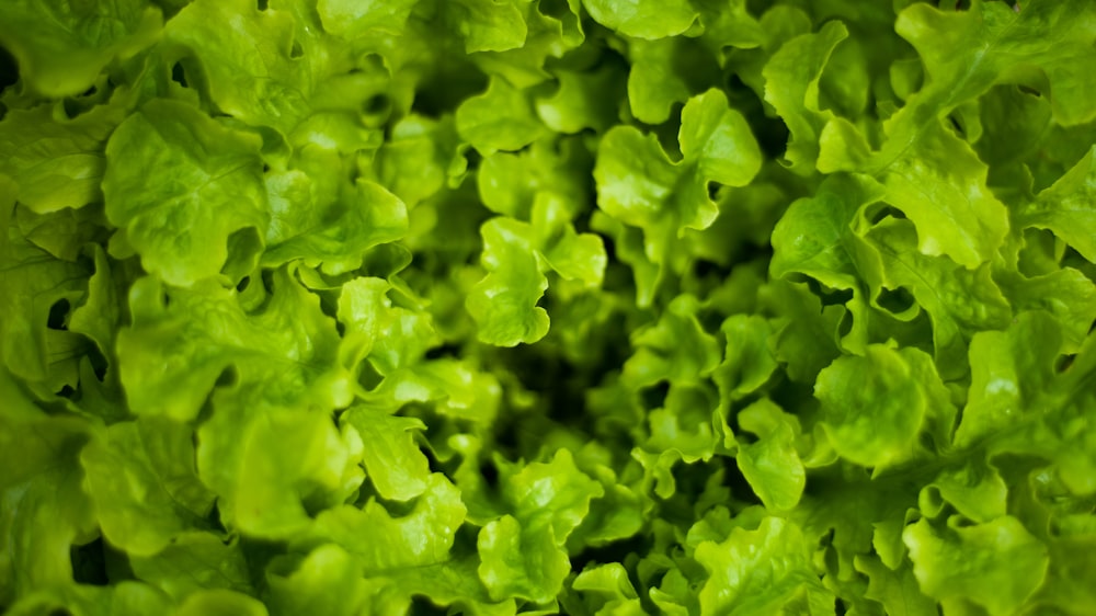 green plant in close up photography