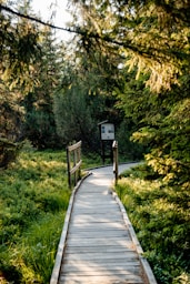 brown wooden bridge in the middle of forest