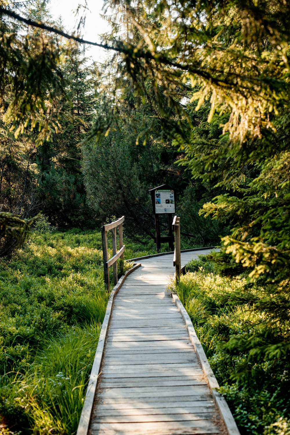 brown wooden bridge in the middle of forest