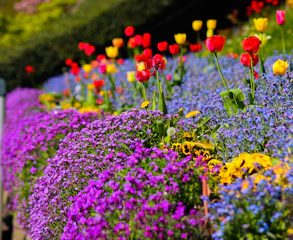 purple and red flower field during daytime