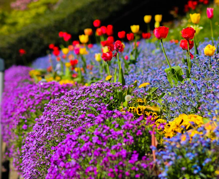purple and red flower field during daytime