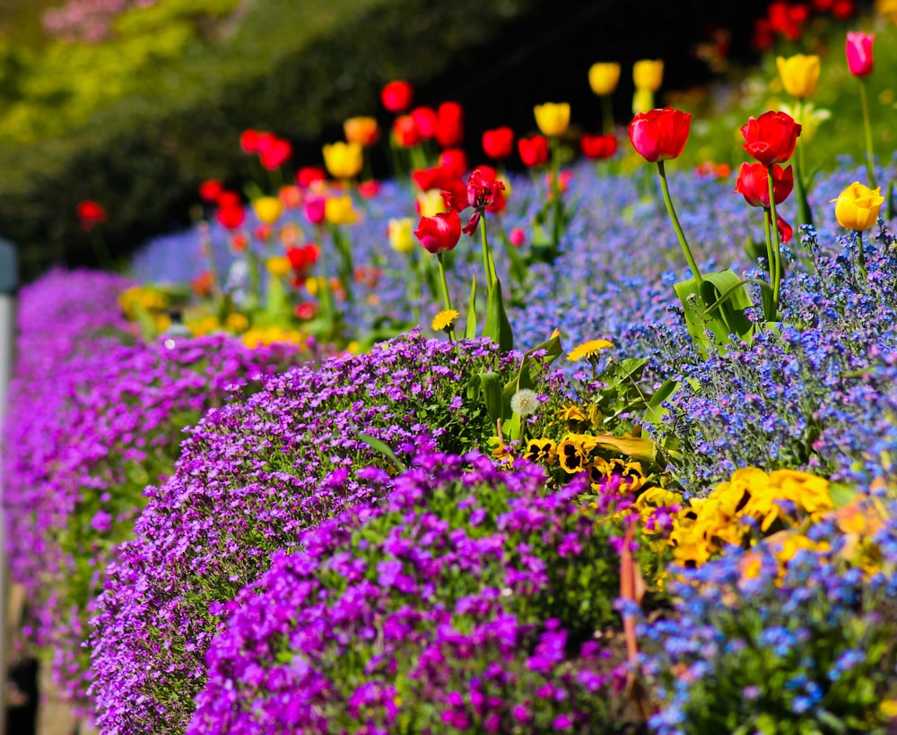 昼間の紫と赤の花畑