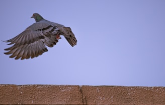 A pigeon in mid-flight with wings spread wide, captured against a clear blue sky backdrop. The bird appears to be flying over a rough-textured, brown concrete ledge.