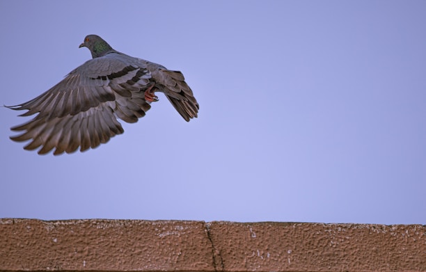 A pigeon in mid-flight with wings spread wide, captured against a clear blue sky backdrop. The bird appears to be flying over a rough-textured, brown concrete ledge.