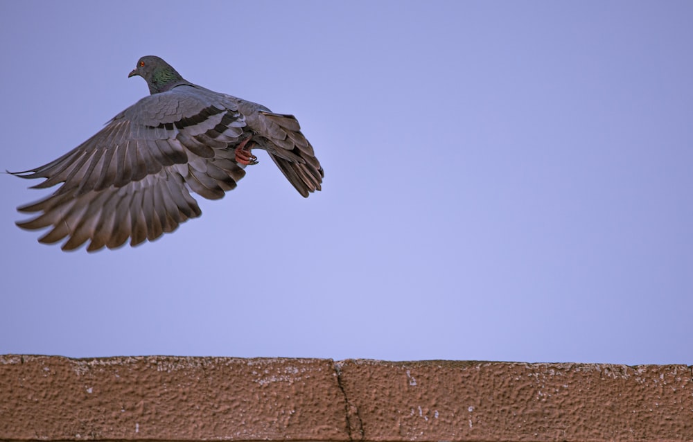 gray and green pigeon on brown concrete wall