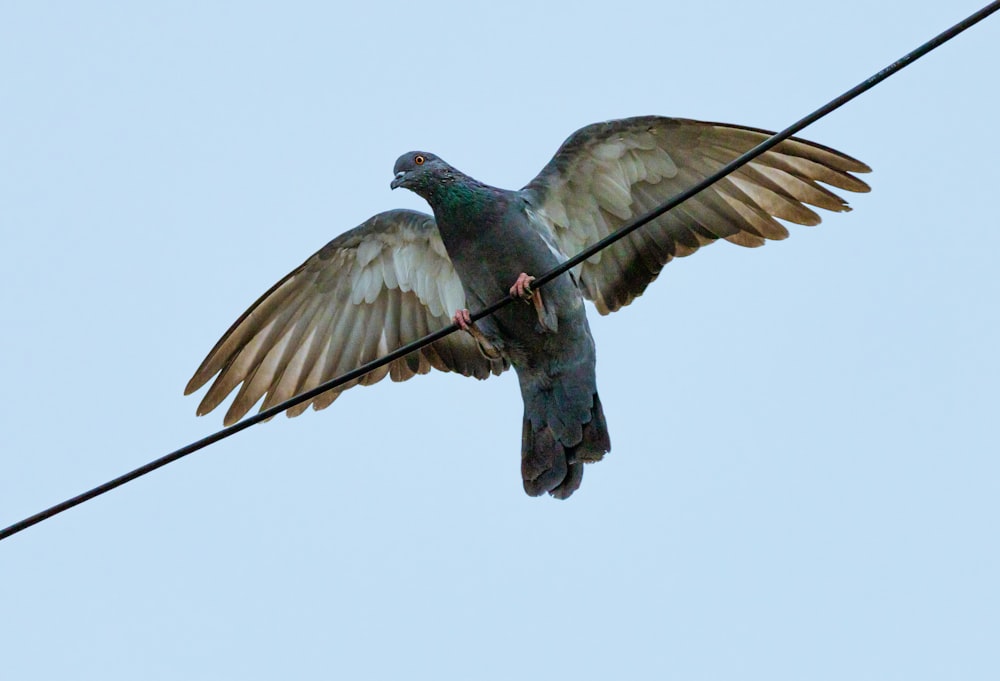 gray and black pigeon flying