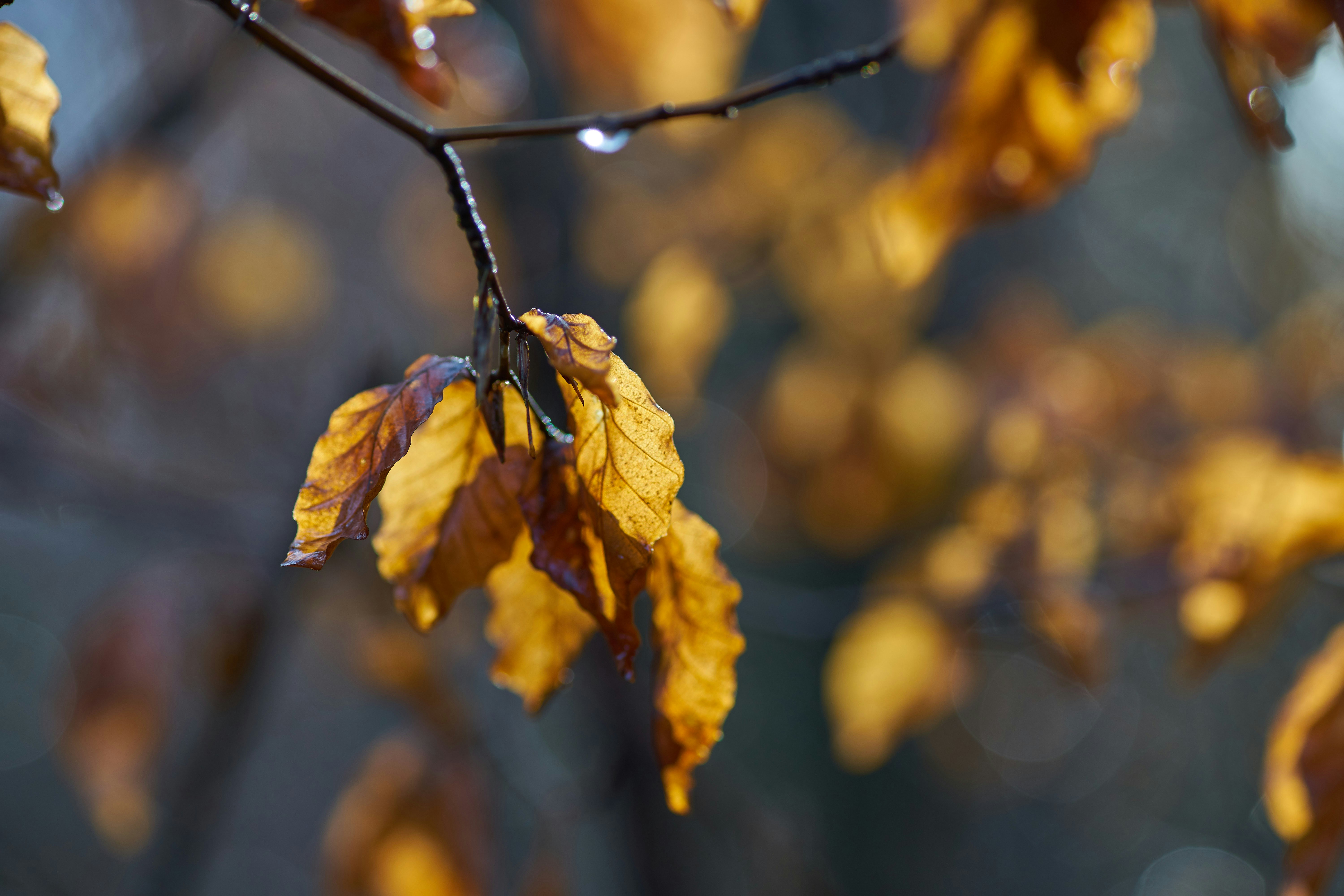 Photo by wolfgang_hasselmann