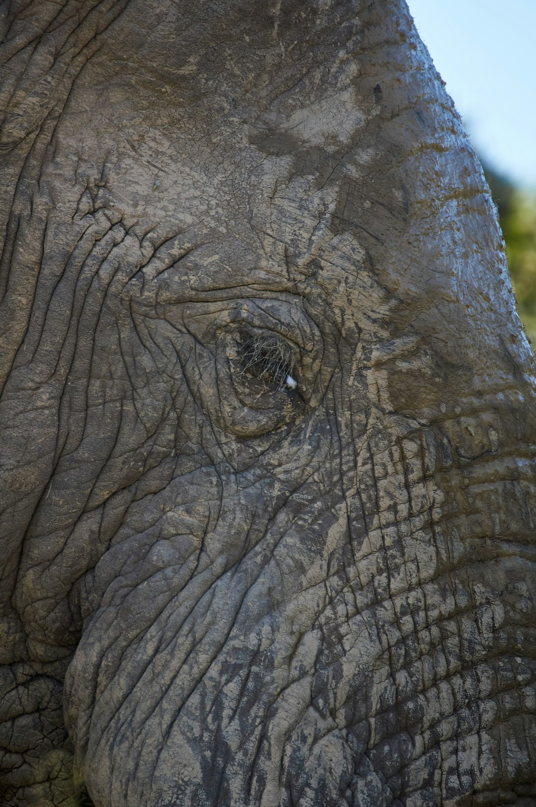 close up photo of elephant
