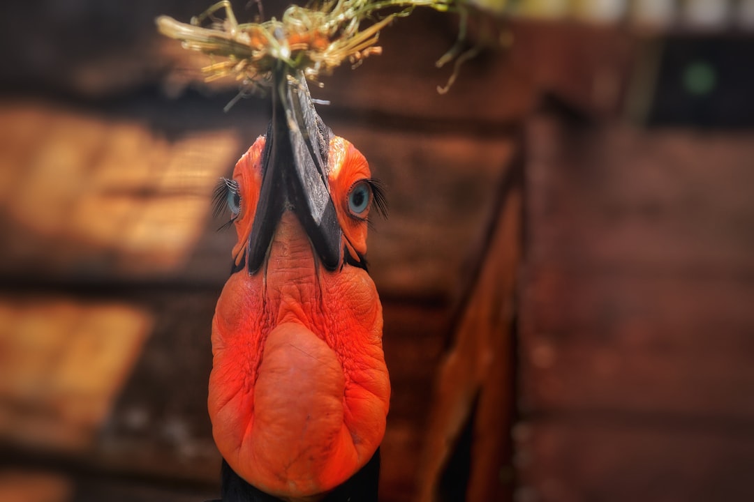orange bird with white flower on beak