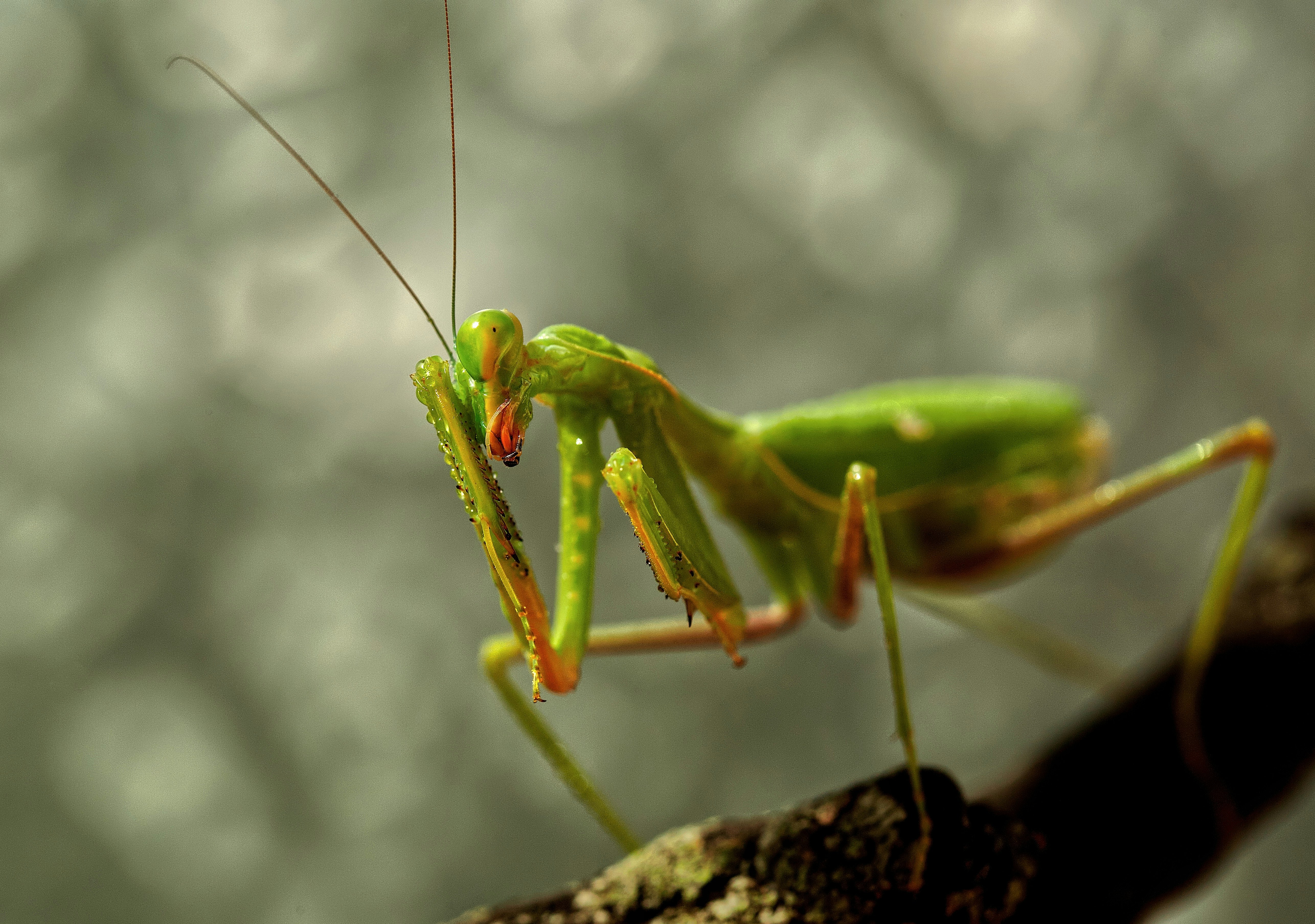 green praying mantis on gray surface