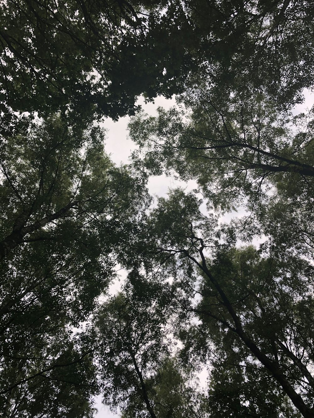low angle photography of green leaf trees during daytime