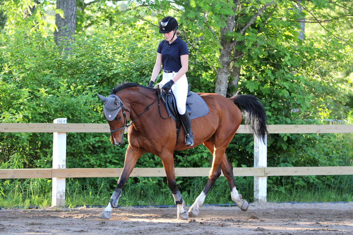 Une cavalière en polo bleu marine, casque et pantalon blanc monte un cheval bai au pas le long d'une barrière blanche, devant des arbres verts