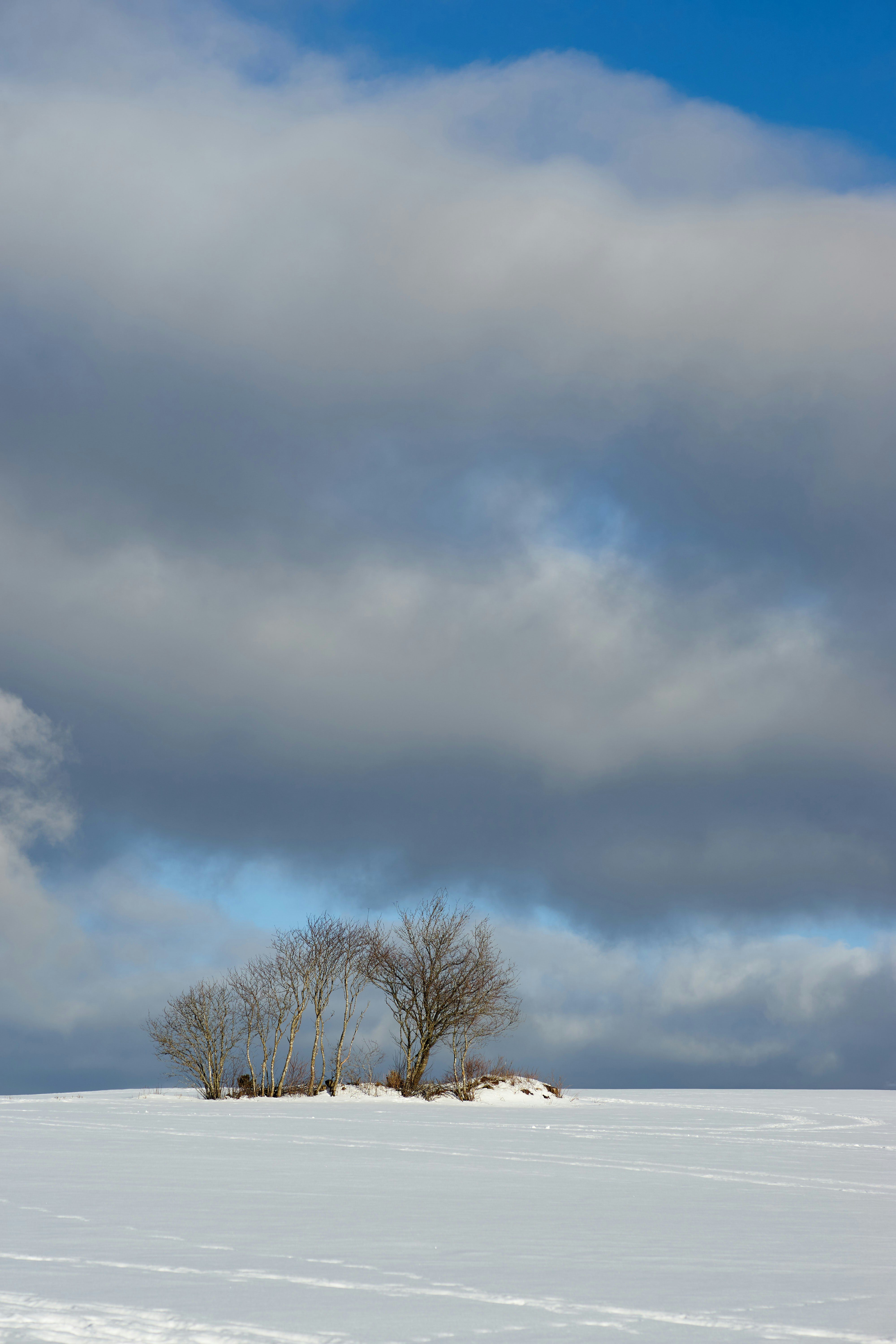 Photo by wolfgang_hasselmann