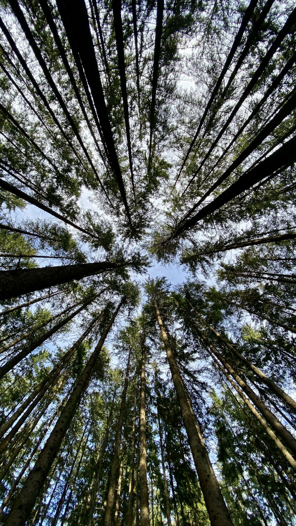 a group of tall trees standing next to each other