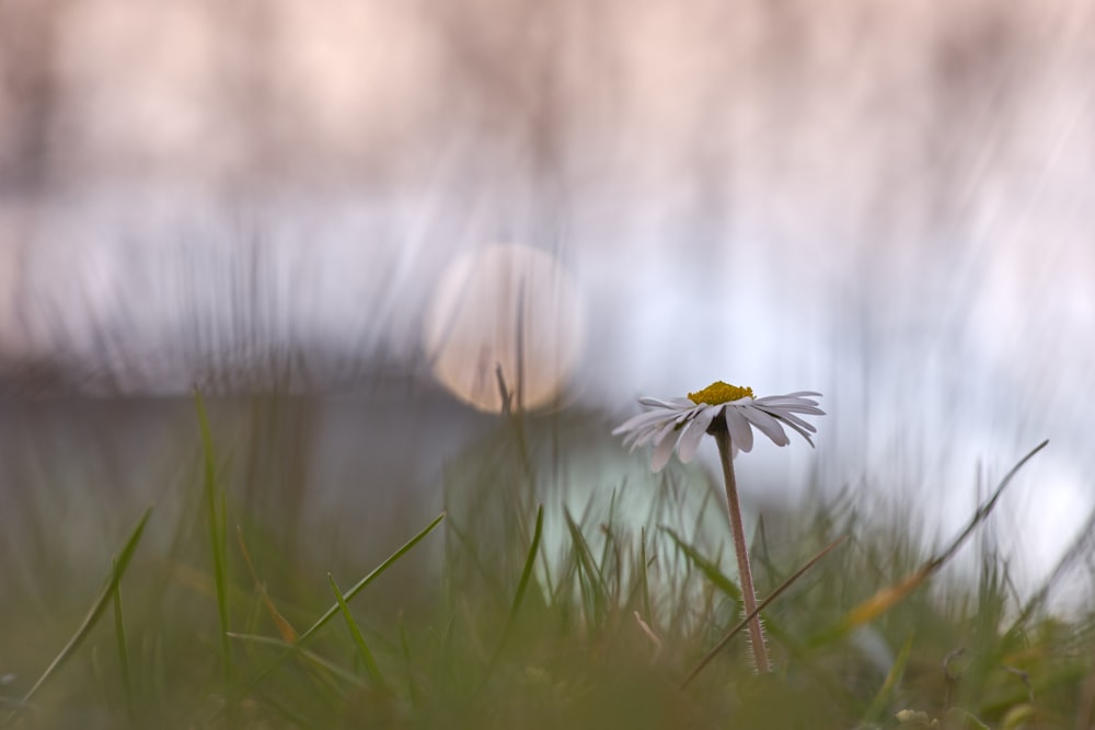 white and yellow flower in tilt shift lens