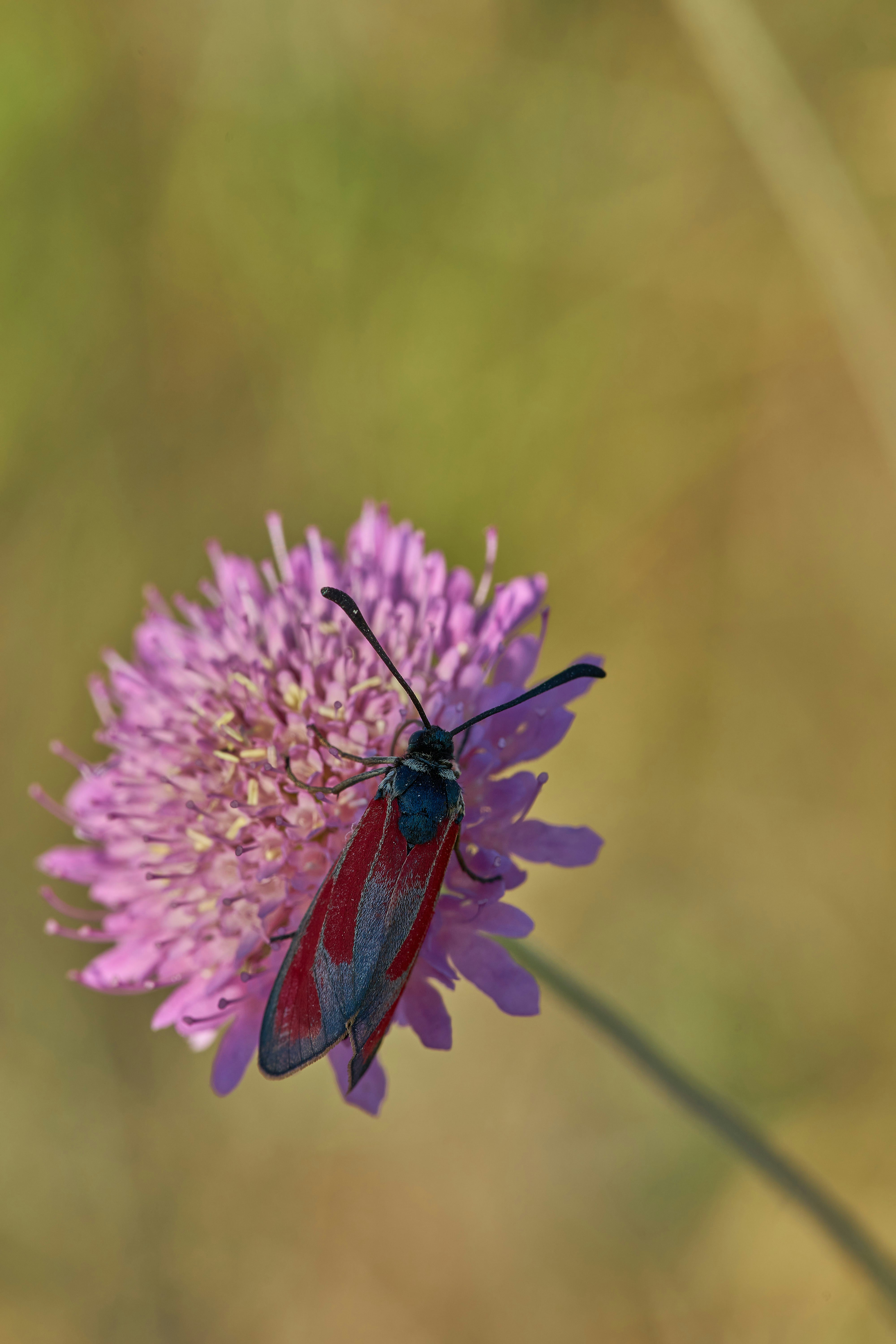 Photo by wolfgang_hasselmann