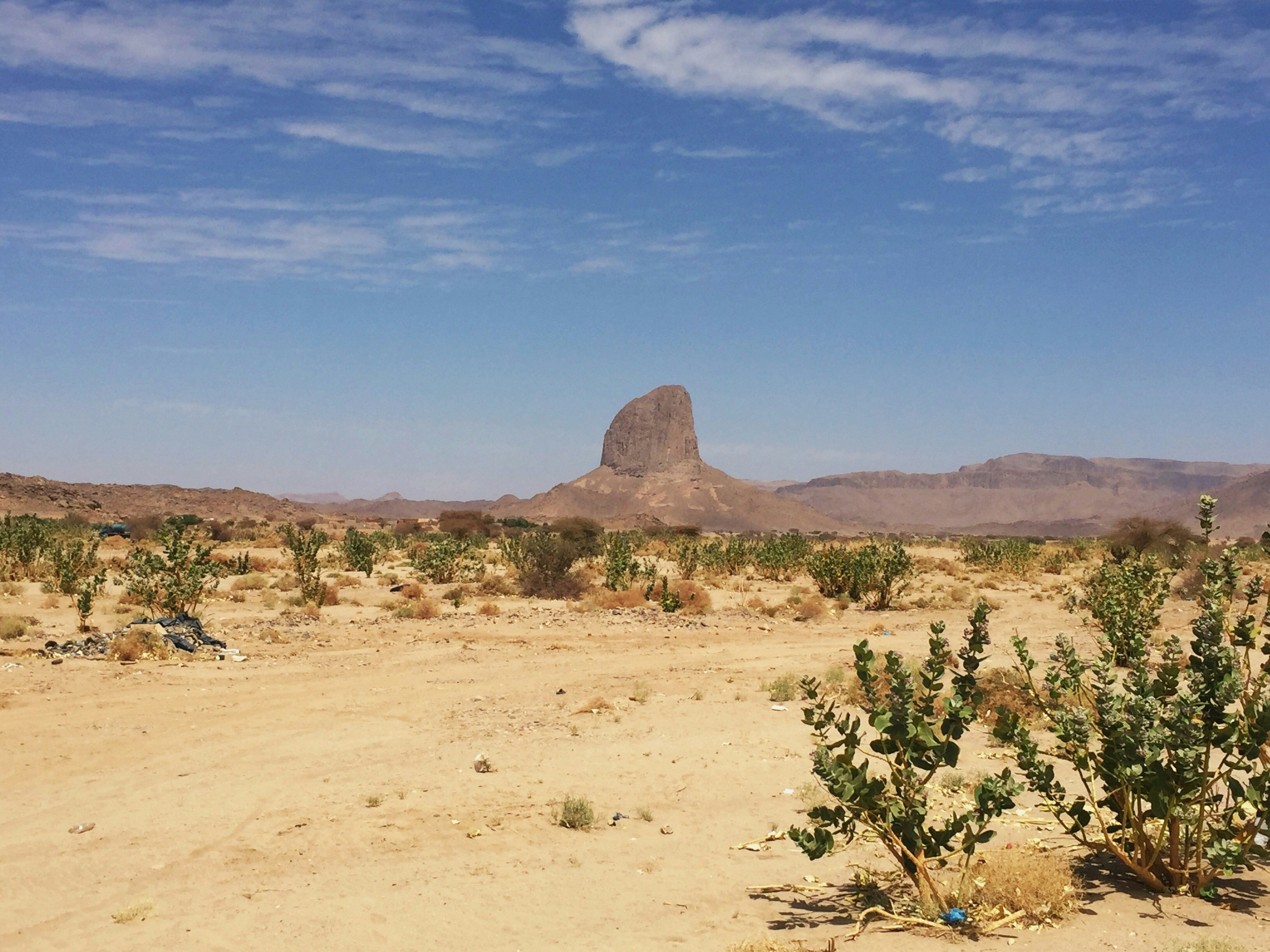 Green plant on brown sand
