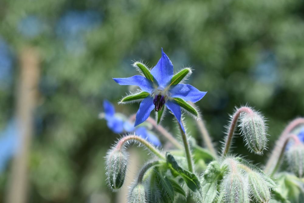 blue and green flower in tilt shift lens