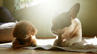 Two dogs are lying on a rug in a sunlit room, enjoying chew toys. One dog has curly, brown fur and is holding a toy, while the other has a smooth, light coat with darker patches and large ears.