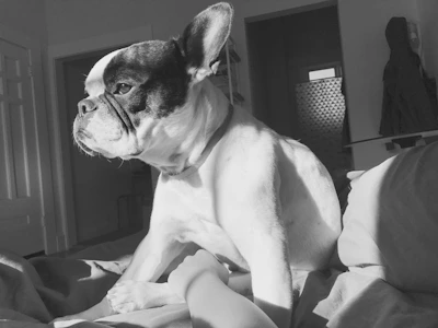 An elegant black and white photo of a French bulldog sitting gracefully in a sunlit London apartment.