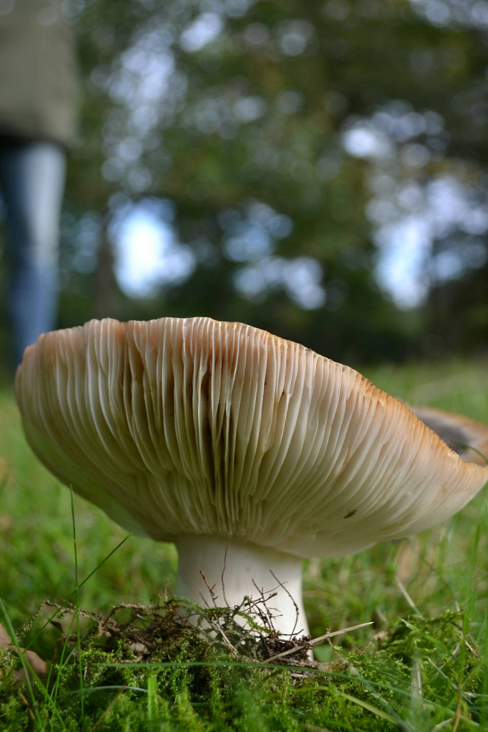 brown mushroom in tilt shift lens